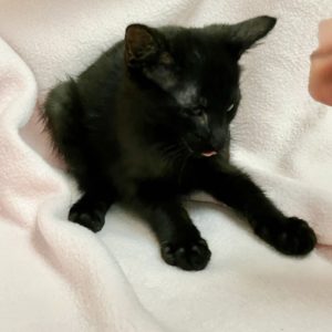 Picture of Rumba
