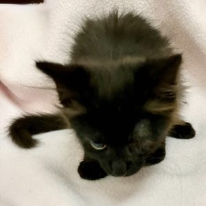 Picture of Rubik