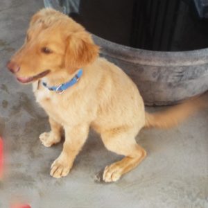 Picture of Ruby