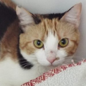 Picture of Sadie