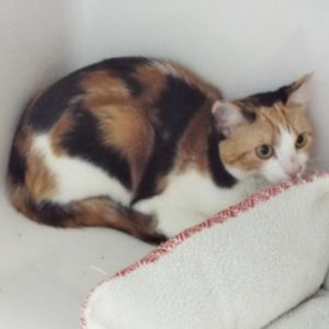 Picture of Sadie