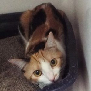 Picture of Sadie