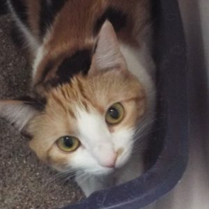 Picture of Sadie