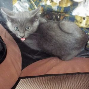 Picture of Samba