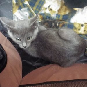 Picture of Samba