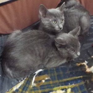 Picture of Samba