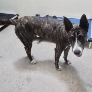 Picture of Shenzi