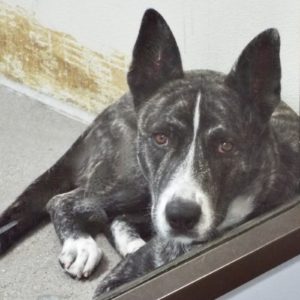 Picture of Shenzi