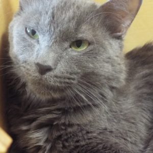 Picture of Smokey