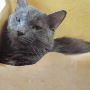Picture of Smokey