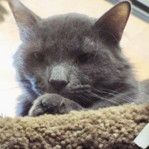 Picture of Smokey