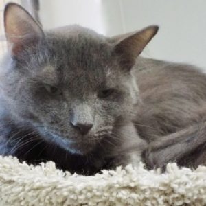 Picture of Smokey