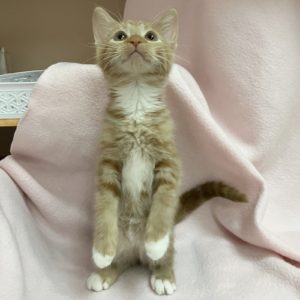 Picture of Spirit
