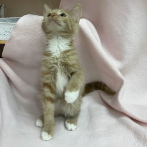 Picture of Spirit
