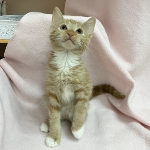 Picture of Spirit