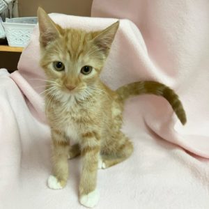Picture of Spirit