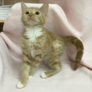 Picture of Spirit