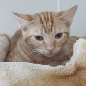 Picture of Spirit