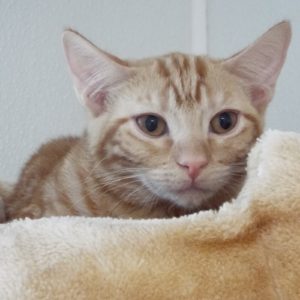 Picture of Spirit