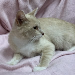 Picture of Superior