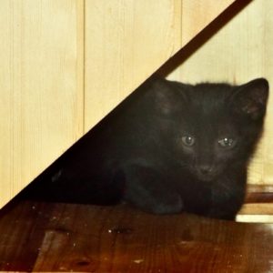 Picture of Trane