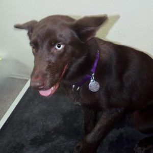 Picture of Yogi