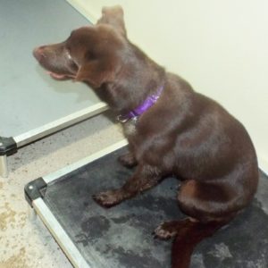 Picture of Yogi