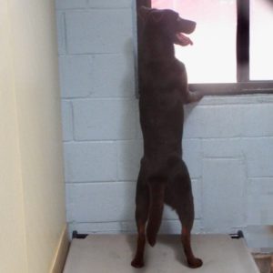 Picture of Yogi