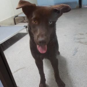 Picture of Yogi