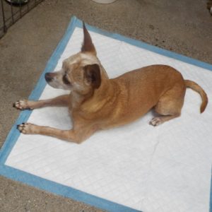 Picture of Agnes