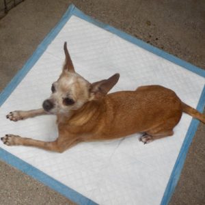 Picture of Agnes
