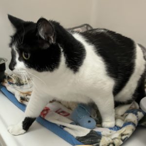Picture of Annie