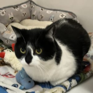 Picture of Annie