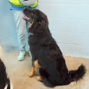 Picture of Bear