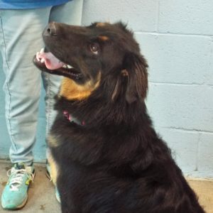 Picture of Bear