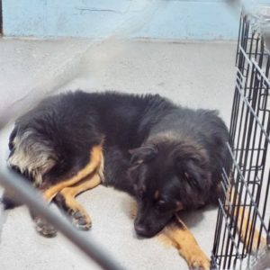 Picture of Bear