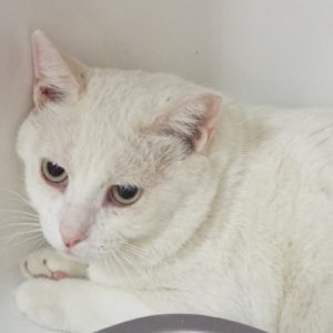 Picture of Benny