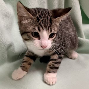 Picture of Burrito
