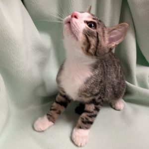 Picture of Burrito