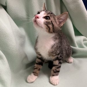 Picture of Burrito