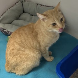 Picture of Butterscotch