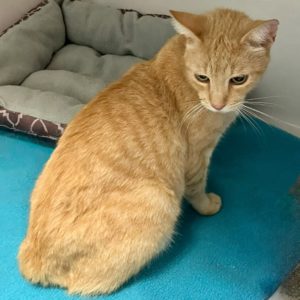 Picture of Butterscotch