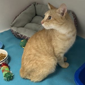 Picture of Butterscotch