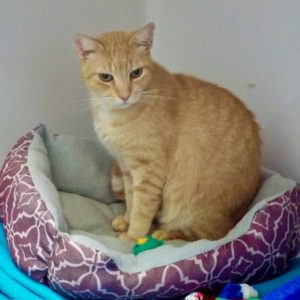 Picture of Butterscotch