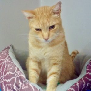 Picture of Butterscotch