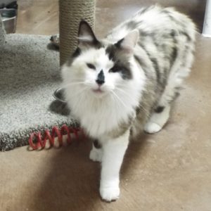 Picture of Caramelo