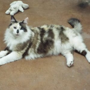 Picture of Caramelo