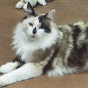 Picture of Caramelo
