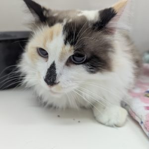 Picture of Caramelo