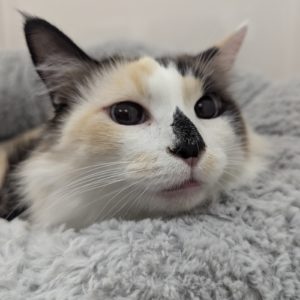 Picture of Caramelo